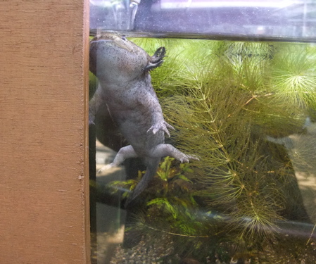 メキシコサラマンダー