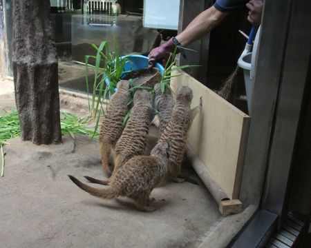 上野動物園ミーア